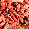 Frutto goji mejores bayas de goji bacche di goggi